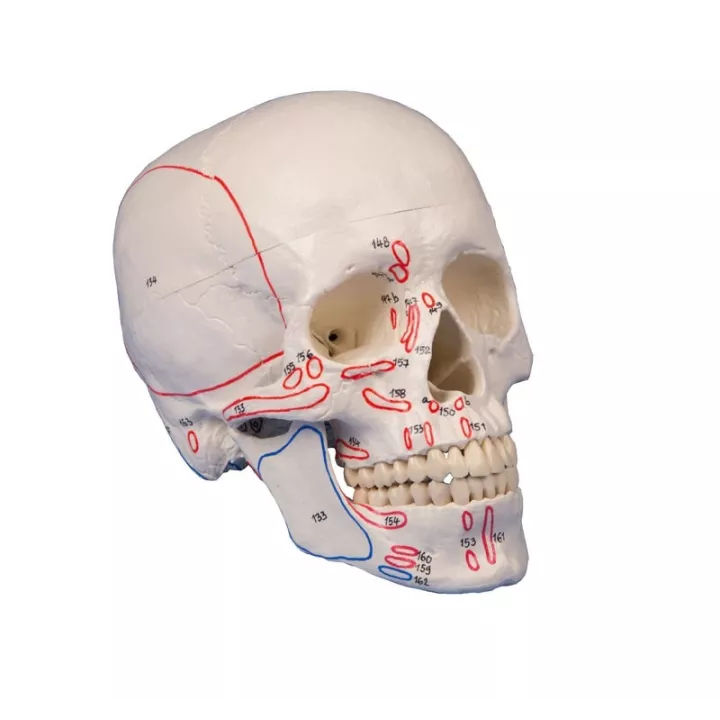 Modèle de crâne en 3 parties, avec marquage musculaire