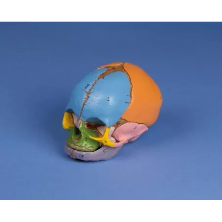 Crâne didactique d'un foetus de 38 semaines