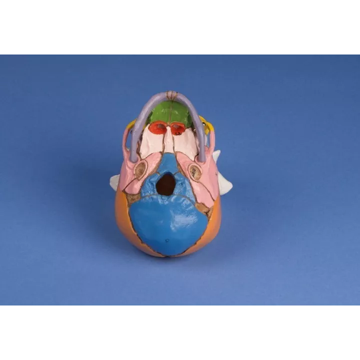 Crâne didactique d'un foetus de 38 semaines