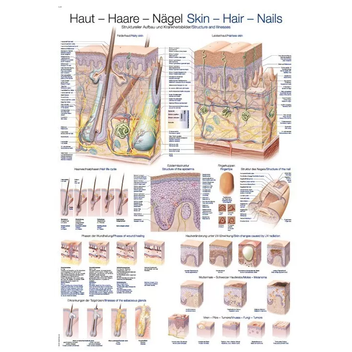 Planche anatomique "peau-cheveux-ongle"