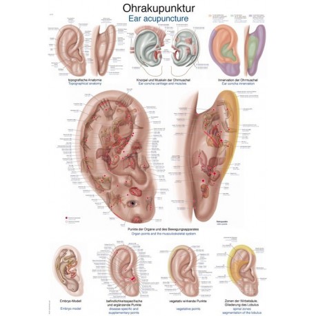 Planche anatomique acuponcture de l'oreille