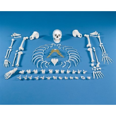Squelette humain désassemblé