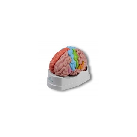 Modèle anatomique d'un cerveau de grandeur natuelle, 5 parties