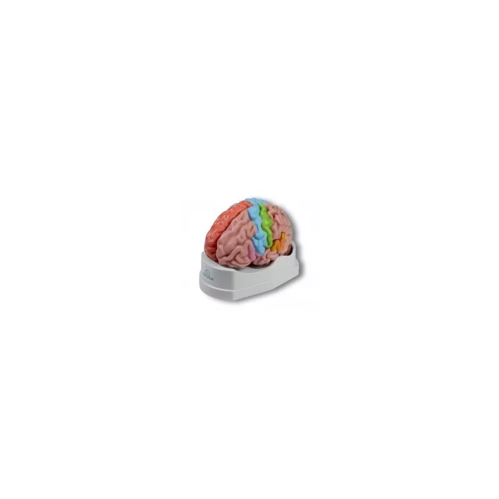 Modèle anatomique d'un cerveau de grandeur natuelle, 5 parties