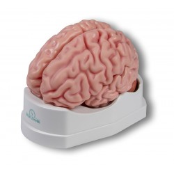 Modèle anatomique du cerveau en 5 parties