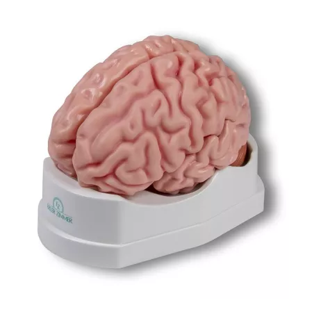 Modèle anatomique du cerveau en 5 parties