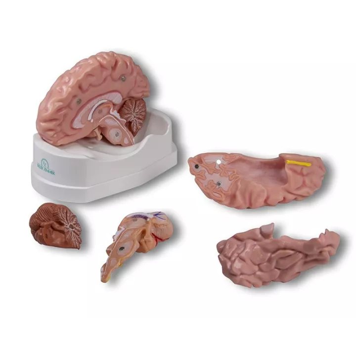 Modèle anatomique du cerveau en 5 parties