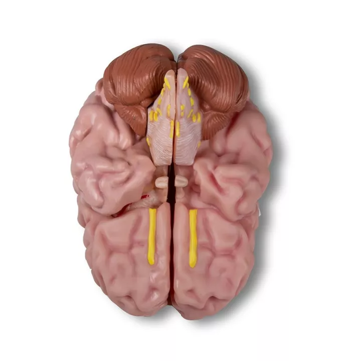 Modèle anatomique du cerveau en 5 parties
