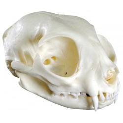 Crâne de chat