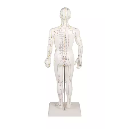 Modèle d´acupuncture, masculin