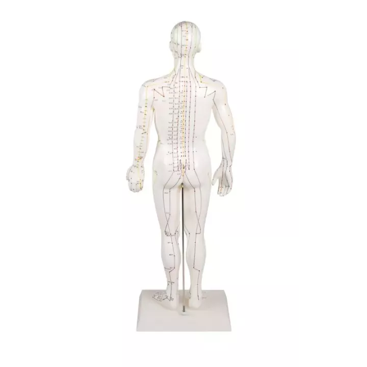 Modèle d´acupuncture, masculin