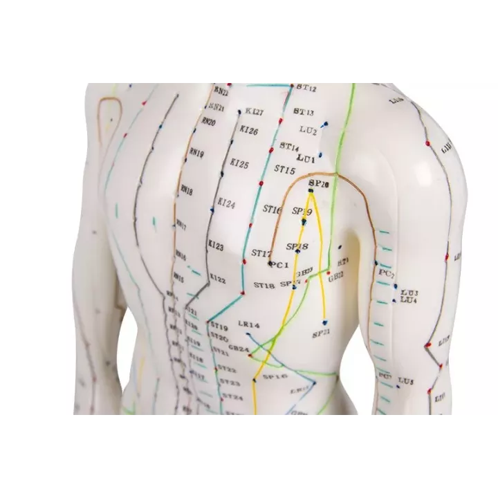 Modèle d´acupuncture, masculin