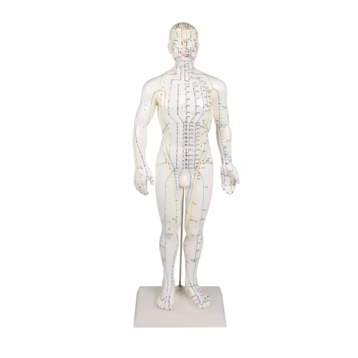 Modèle d´acupuncture, masculin