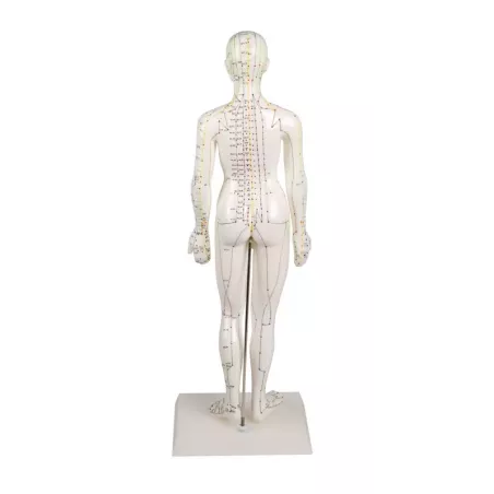 Modèle d´acupuncture, féminin