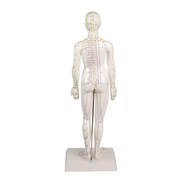 Modèle d´acupuncture, féminin