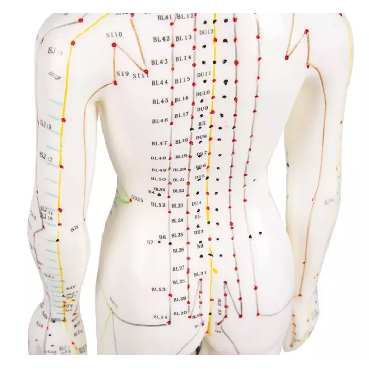 Modèle d´acupuncture, féminin