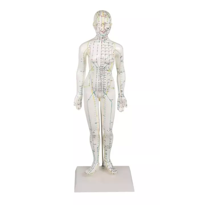 Modèle d´acupuncture, féminin