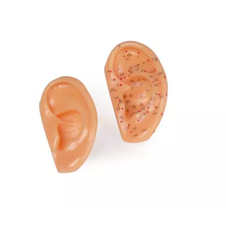 Modèle d'acupuncture oreille