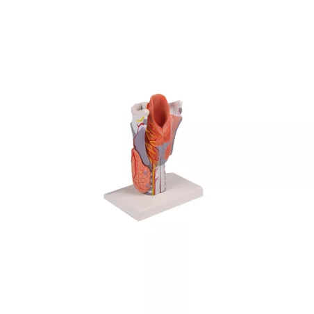 Modèle du larynx en 5 parties, agrandi 2 fois