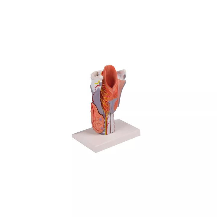 Modèle du larynx en 5 parties, agrandi 2 fois