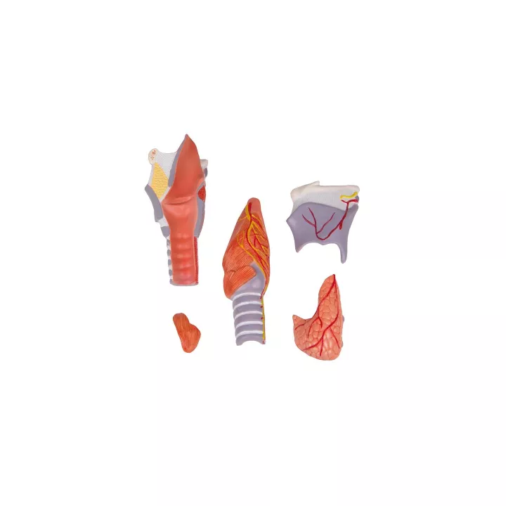 Modèle du larynx en 5 parties, agrandi 2 fois