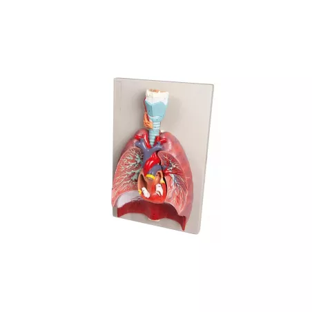 Modèle poumons, coeur et pharynx, 7 parties