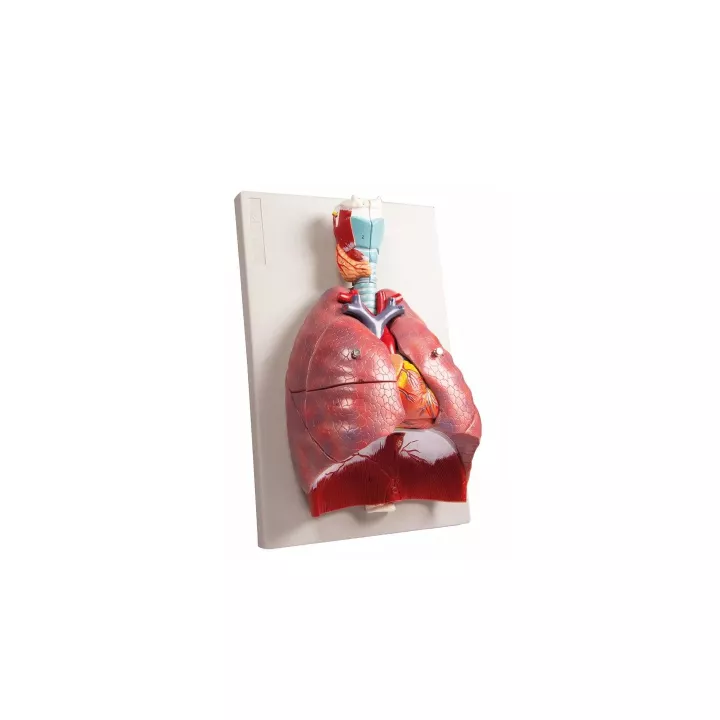 Modèle poumons, coeur et pharynx, 7 parties