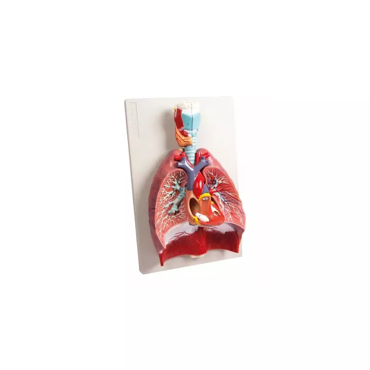 Modèle poumons, coeur et pharynx, 7 parties