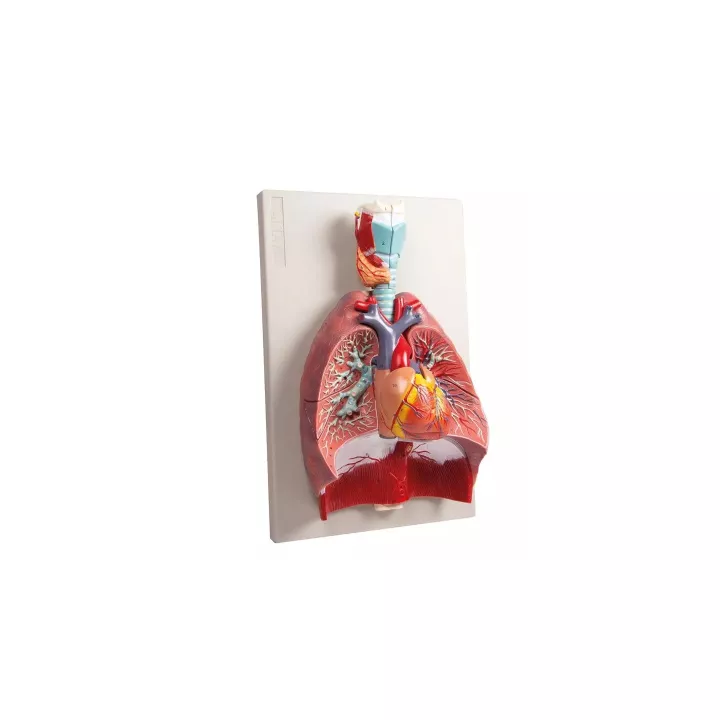 Modèle poumons, coeur et pharynx, 7 parties