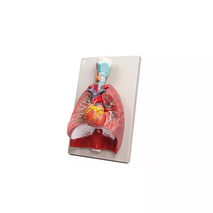 Modèle poumons, coeur et pharynx, 7 parties