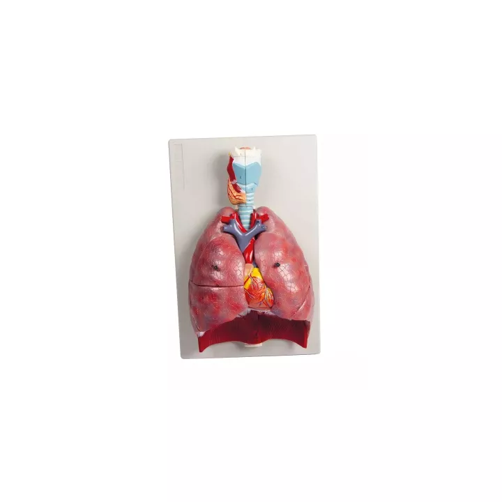 Modèle poumons, coeur et pharynx, 7 parties