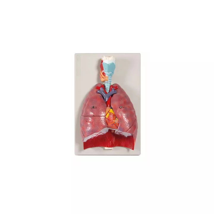 Modèle poumons, coeur et pharynx, 7 parties
