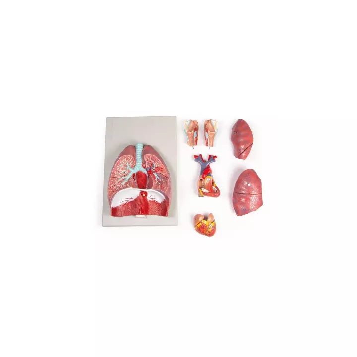 Modèle poumons, coeur et pharynx, 7 parties