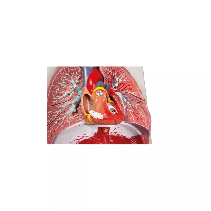 Modèle poumons, coeur et pharynx, 7 parties