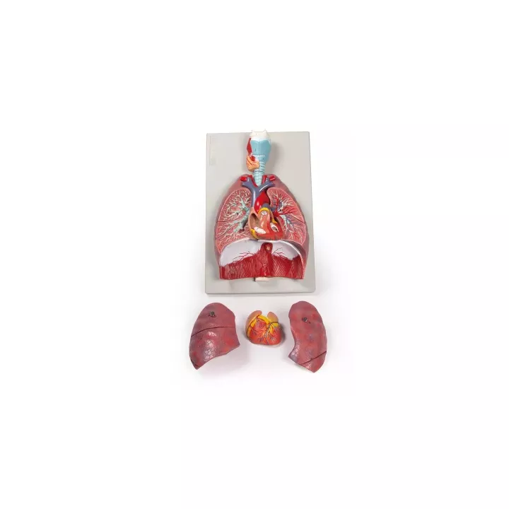 Modèle poumons, coeur et pharynx, 7 parties