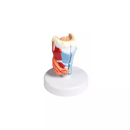 Modèle larynx en 2 parties, grandeur nature