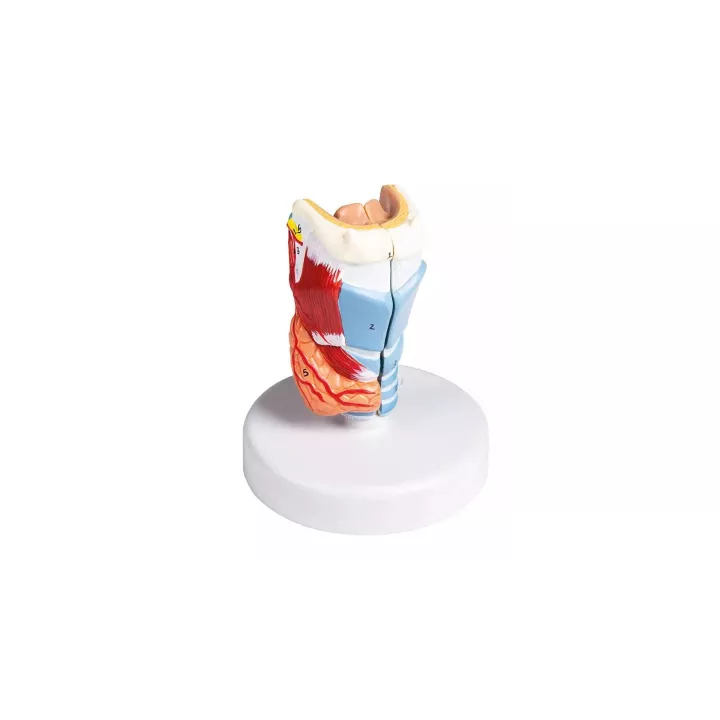 Modèle larynx en 2 parties, grandeur nature