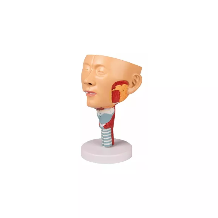 Modèle tête avec gorge et larynx
