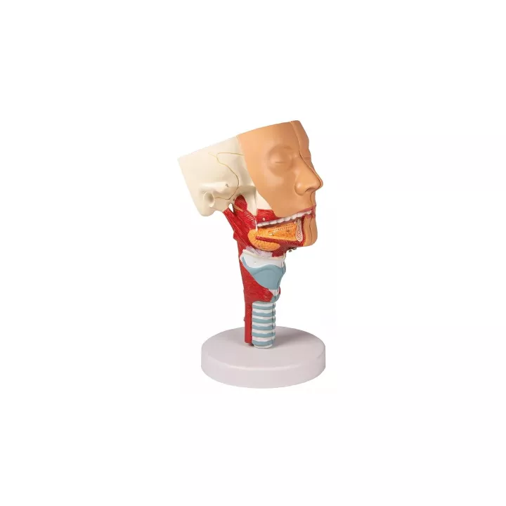 Modèle tête avec gorge et larynx