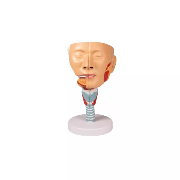 Modèle tête avec gorge et larynx