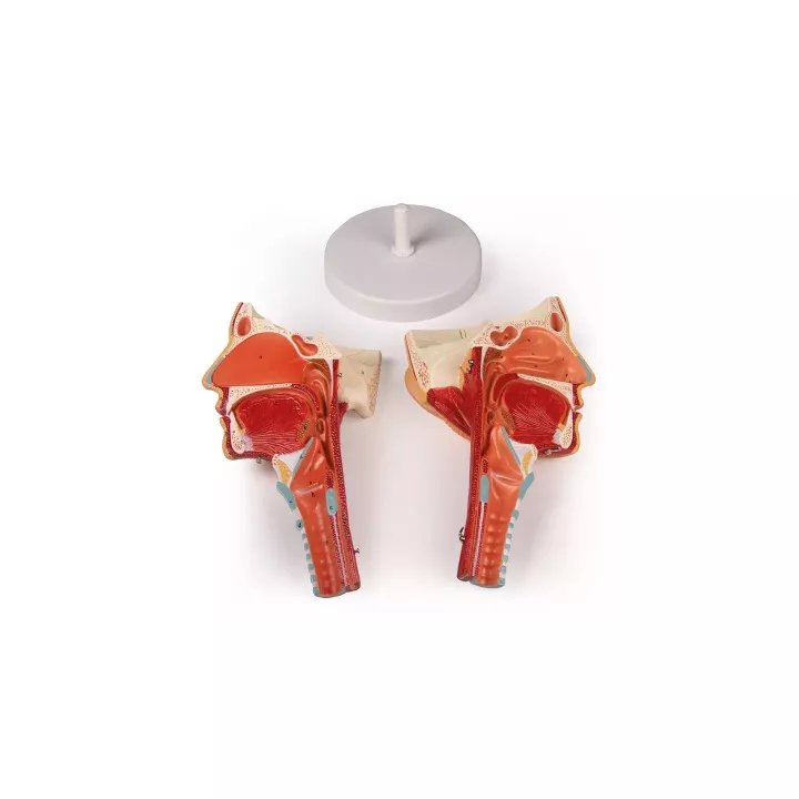Modèle tête avec gorge et larynx