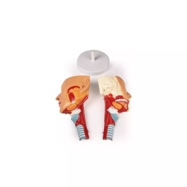 Modèle tête avec gorge et larynx