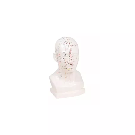 Modèle d'acupuncture de la tête