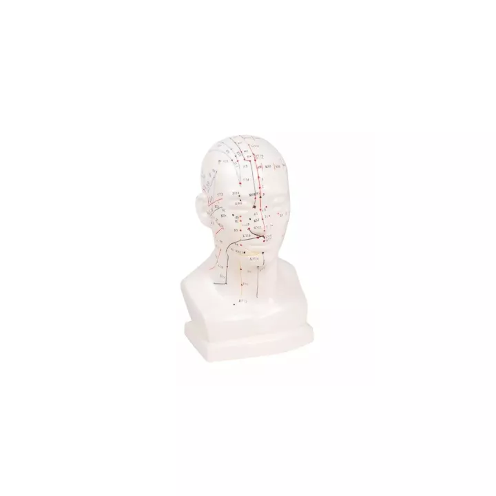 Modèle d'acupuncture de la tête