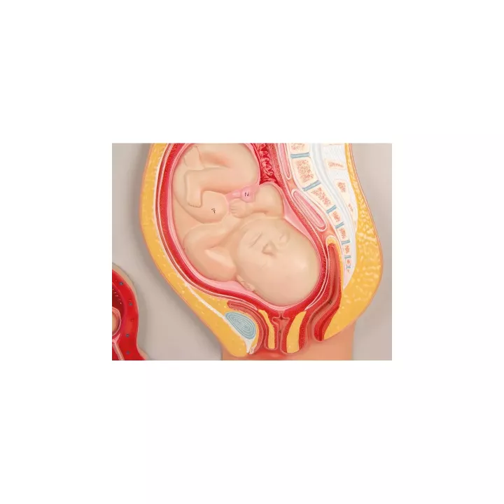 Modèle du developpement foetal