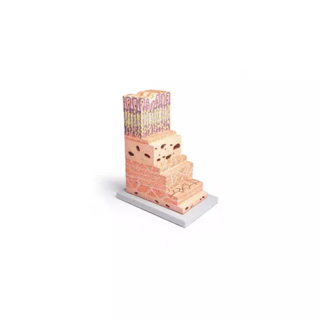Modèle de la structure de l'estomac