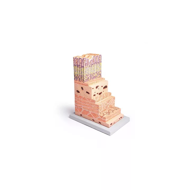 Modèle de la structure de l'estomac