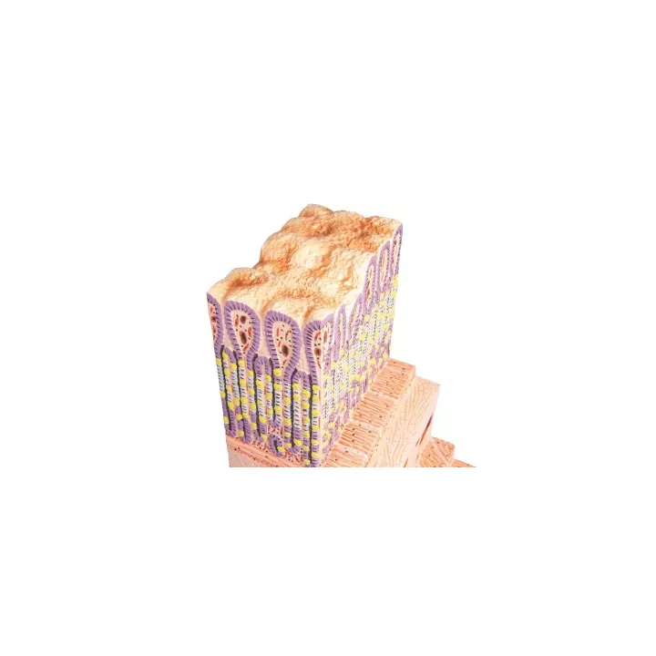 Modèle de la structure de l'estomac