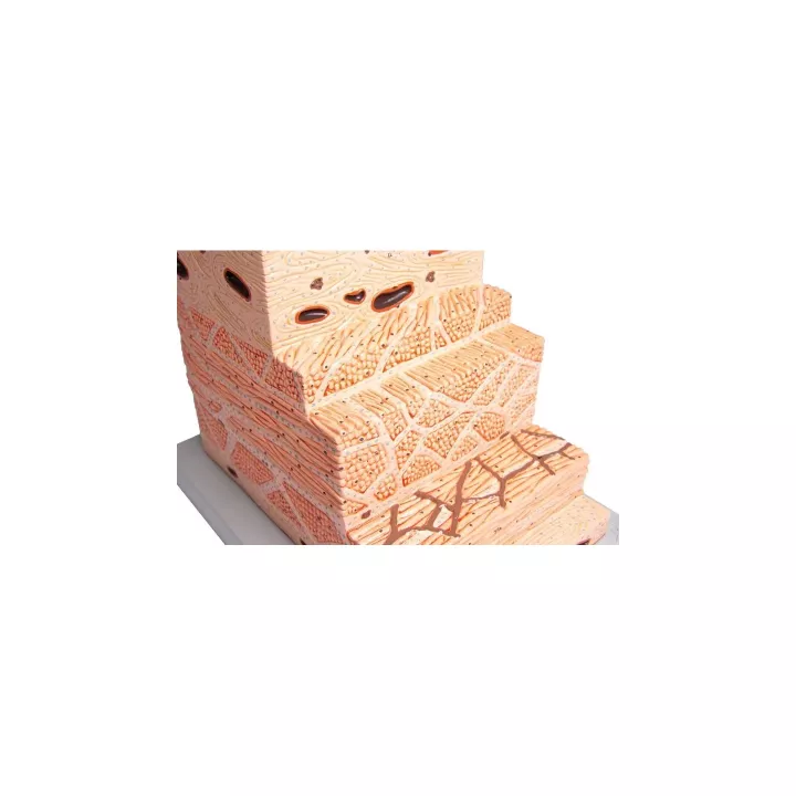 Modèle de la structure de l'estomac
