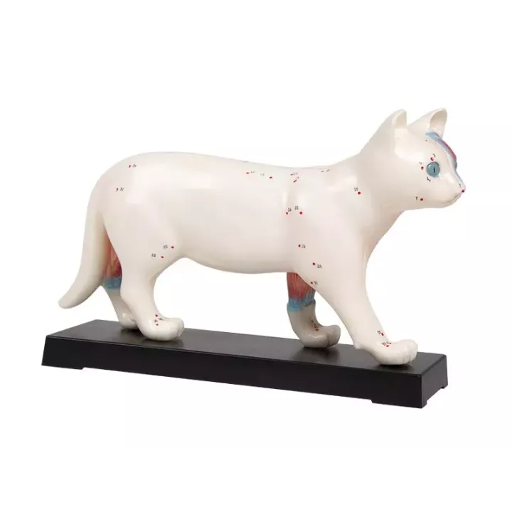 Modèle d'acupuncture chat